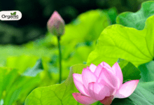 Nelumbo Nucifera स्वास्थ्य और औषधीय लाभ Allwellhealthorganic