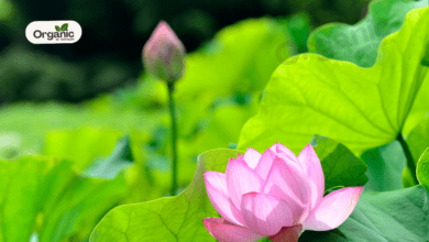 Nelumbo Nucifera स्वास्थ्य और औषधीय लाभ Allwellhealthorganic