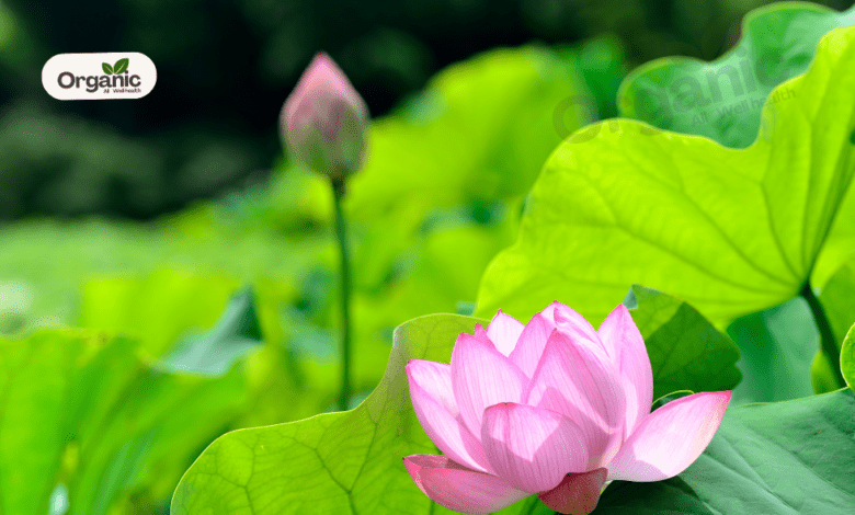 Nelumbo Nucifera स्वास्थ्य और औषधीय लाभ Allwellhealthorganic