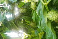 Noni fruit Benefits and Uses allwellhealthorganic