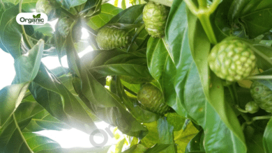 Noni fruit Benefits and Uses allwellhealthorganic