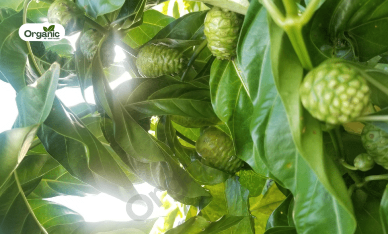 Noni fruit Benefits and Uses allwellhealthorganic