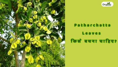 Patharchatta Leaves किसे बचना चाहिए Allwellhealthorganic