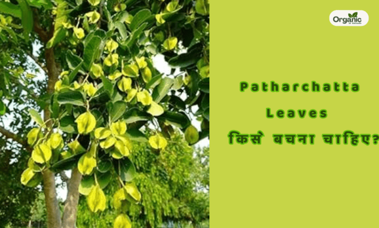 Patharchatta Leaves किसे बचना चाहिए Allwellhealthorganic
