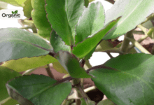 Patharchatta Plant Benefits Allwellhealthorganic