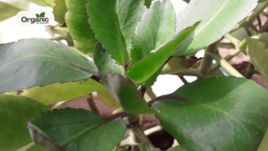 Patharchatta Plant Benefits Allwellhealthorganic