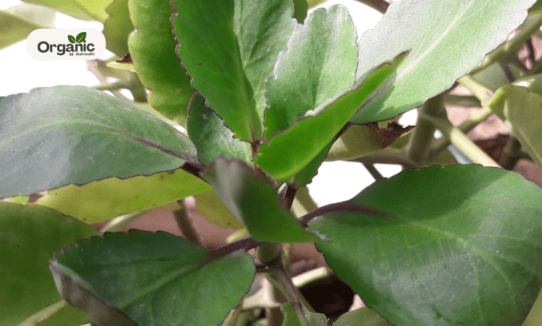 Patharchatta Plant Benefits Allwellhealthorganic