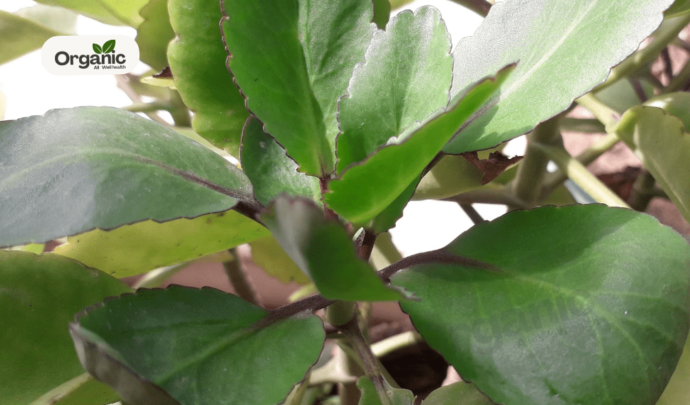 Patharchatta Plant Benefits | What Is Bryophyllum Pinnatum? How To Use ...