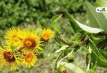 Pushkarmool Benefits and Uses Allwellhealthorganic