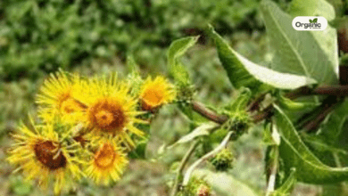 Pushkarmool Benefits and Uses Allwellhealthorganic