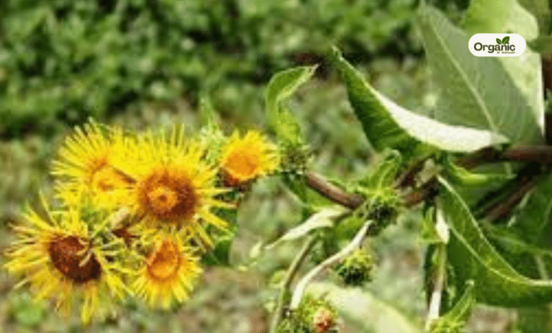 Pushkarmool Benefits and Uses Allwellhealthorganic