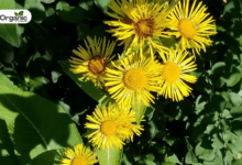 Pushkarmool Benefits and Uses allwellhealthorganic