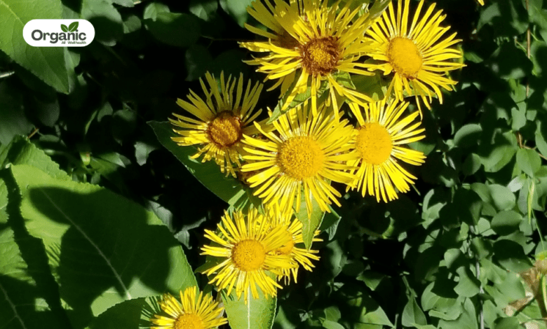 Pushkarmool Benefits and Uses allwellhealthorganic