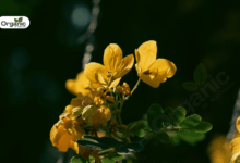 Senna Benefits and Uses allwellhealthorganic