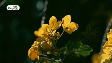 Senna Benefits and Uses allwellhealthorganic