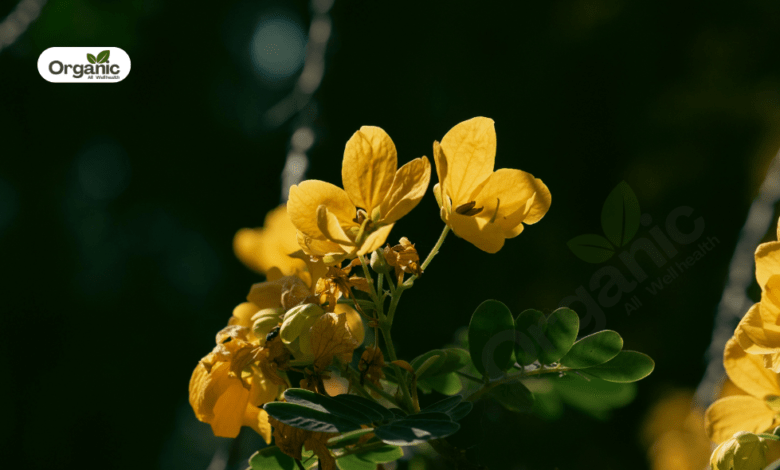Senna Benefits and Uses allwellhealthorganic