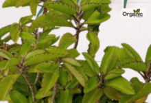 Side Effects Of Patharchatta Leaves Allwellhealthorganic