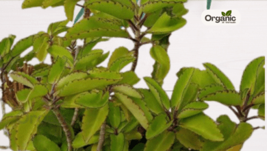 Side Effects Of Patharchatta Leaves Allwellhealthorganic