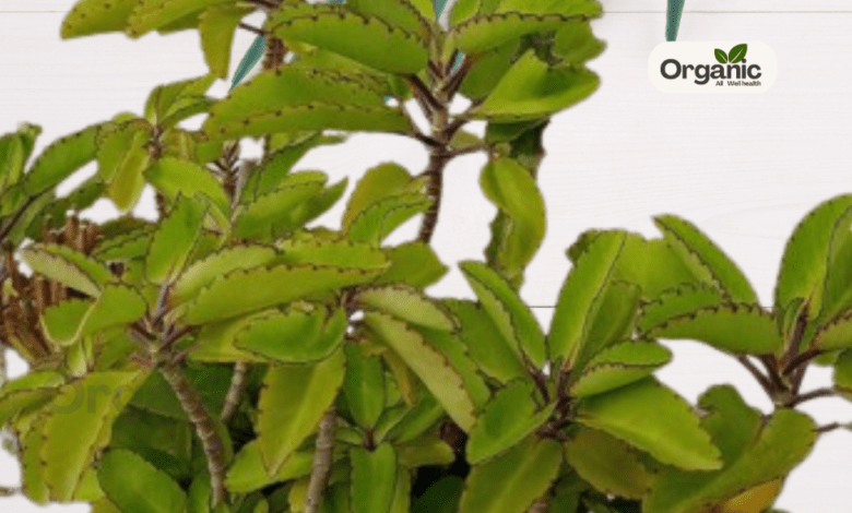 Side Effects Of Patharchatta Leaves Allwellhealthorganic