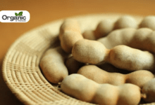 Tamarind Benefits and Uses allwellhealthorganic
