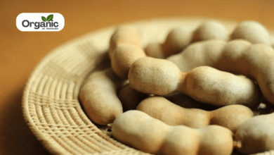 Tamarind Benefits and Uses allwellhealthorganic