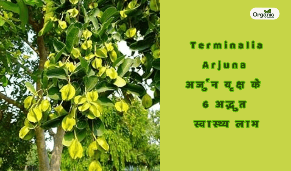 Terminalia Arjuna | Discover 6 Amazing Health Benefits Of The Arjun Tree