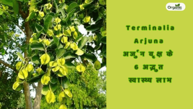 Terminalia Arjuna | अर्जुन वृक्ष के 6 अद्भुत स्वास्थ्य लाभ जानें