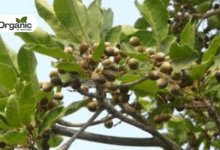 Terminalia bellirica Benefits and Uses allwellhealthorganic