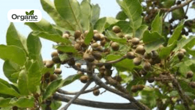Terminalia bellirica Benefits and Uses allwellhealthorganic