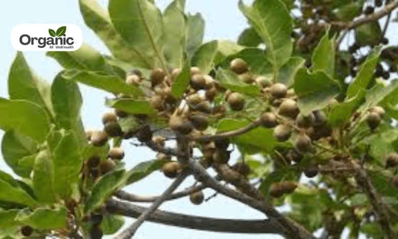 Terminalia bellirica Benefits and Uses allwellhealthorganic