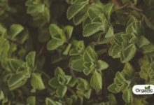 The Patharchatta Plant Benefit The Liver Allwellhealthorganic