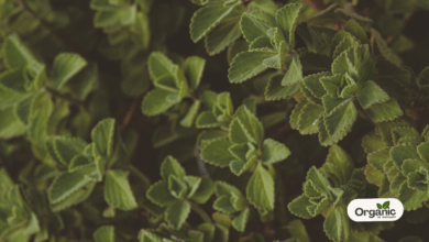 The Patharchatta Plant Benefit The Liver Allwellhealthorganic
