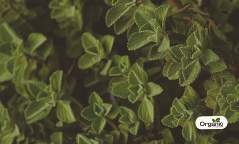 The Patharchatta Plant Benefit The Liver Allwellhealthorganic