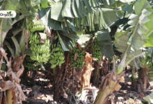 केले की जड़ (Banana Root) | लाभ, सावधानियां और दुष्प्रभाव