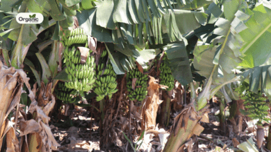 केले की जड़ (Banana Root) | लाभ, सावधानियां और दुष्प्रभाव