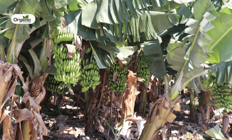 केले की जड़ (Banana Root) | लाभ, सावधानियां और दुष्प्रभाव