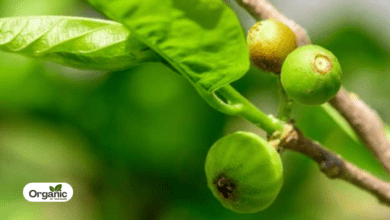 Ankol Benefits and Uses allwellhealthorganic