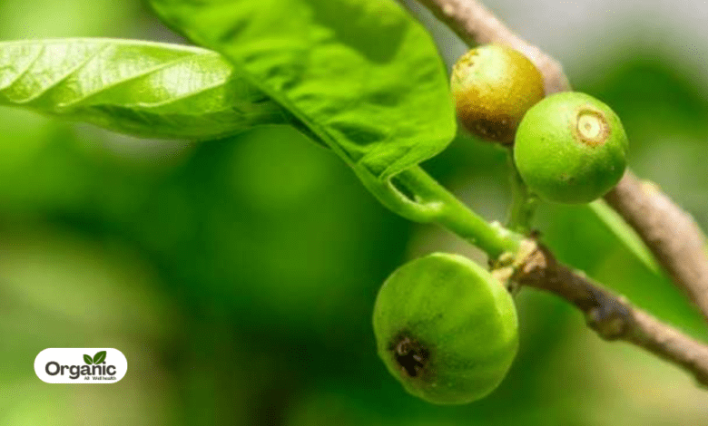 Ankol Benefits and Uses allwellhealthorganic