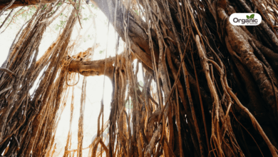 Banyan tree Benefits and Uses allwellhealthorganic