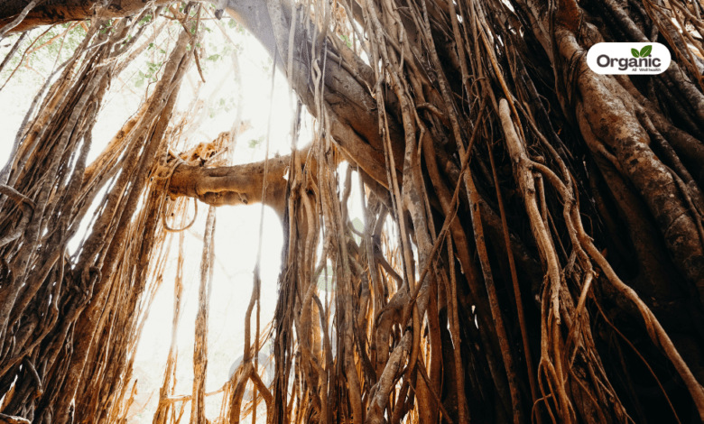 Banyan tree Benefits and Uses allwellhealthorganic