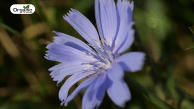 Chicory Benefits and Uses allwellhealthorganic