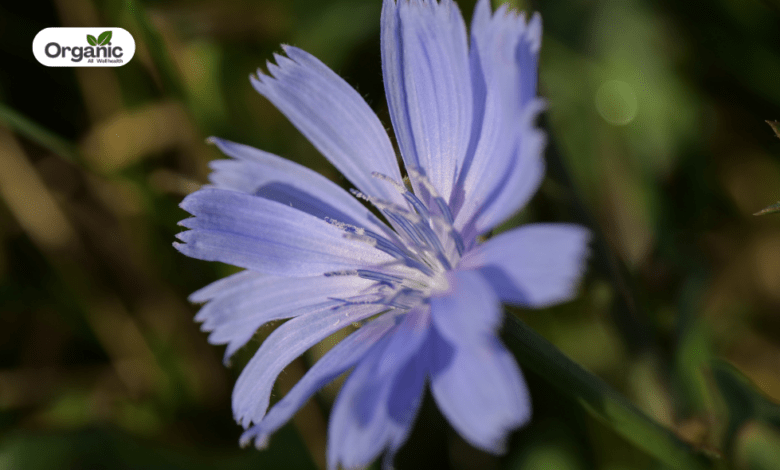 Chicory Benefits and Uses allwellhealthorganic
