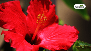Hibiscus Benefits and Uses allwellhealthorganic