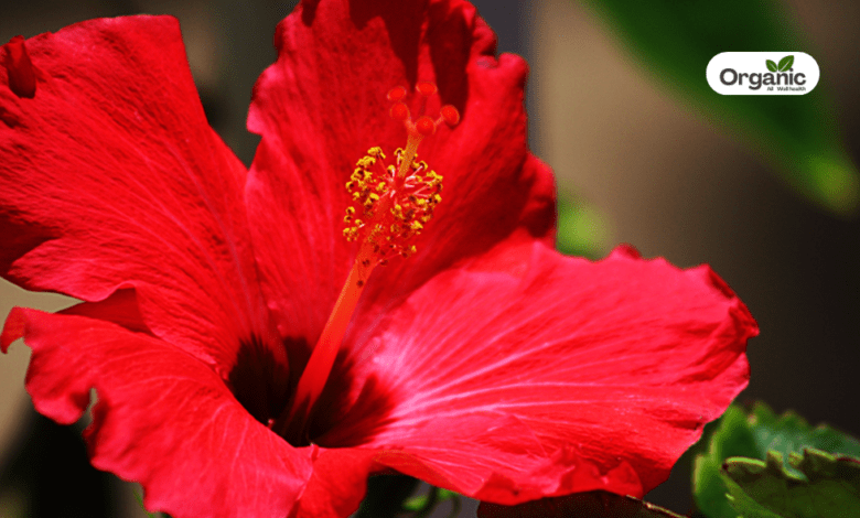 Hibiscus Benefits and Uses allwellhealthorganic