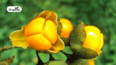 Intellect Plant Benefits and Uses allwellhealthorganic