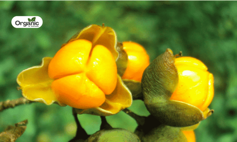 Intellect Plant Benefits and Uses allwellhealthorganic