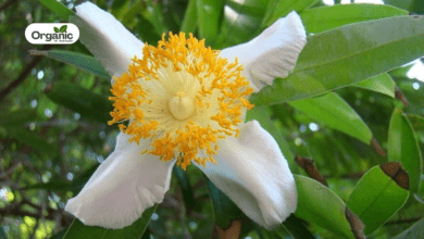 Mesua ferrea Benefits and Uses allwellhealthorganic