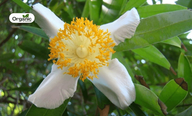 Mesua ferrea Benefits and Uses allwellhealthorganic