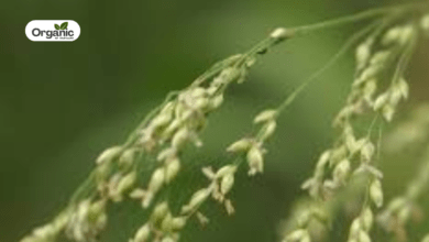 Panicum antidotale Benefits and Uses allwellhealthorganic