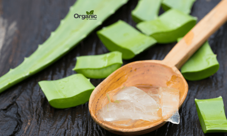 Aloe Vera for Your Hair Allwellhealthorganic